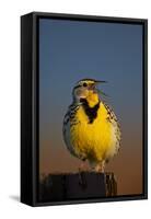 Western Meadowlark (Sturnella Neglecta) Singing-James Hager-Framed Stretched Canvas