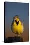 Western Meadowlark (Sturnella Neglecta) Singing-James Hager-Stretched Canvas