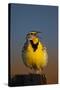 Western Meadowlark (Sturnella Neglecta) Singing-James Hager-Stretched Canvas