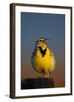 Western Meadowlark (Sturnella Neglecta) Singing-James Hager-Framed Photographic Print