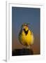 Western Meadowlark (Sturnella Neglecta) Singing-James Hager-Framed Photographic Print