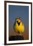 Western Meadowlark (Sturnella Neglecta) Singing-James Hager-Framed Photographic Print