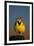 Western Meadowlark (Sturnella Neglecta) Singing-James Hager-Framed Photographic Print