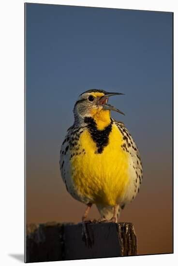 Western Meadowlark (Sturnella Neglecta) Singing-James Hager-Mounted Photographic Print