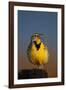 Western Meadowlark (Sturnella Neglecta) Singing-James Hager-Framed Photographic Print