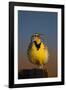 Western Meadowlark (Sturnella Neglecta) Singing-James Hager-Framed Photographic Print