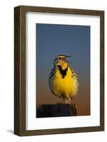 Western Meadowlark (Sturnella Neglecta) Singing-James Hager-Framed Photographic Print