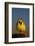 Western Meadowlark (Sturnella Neglecta) Singing-James Hager-Framed Photographic Print