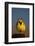 Western Meadowlark (Sturnella Neglecta) Singing-James Hager-Framed Photographic Print