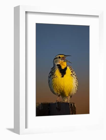 Western Meadowlark (Sturnella Neglecta) Singing-James Hager-Framed Photographic Print