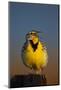 Western Meadowlark (Sturnella Neglecta) Singing-James Hager-Mounted Photographic Print