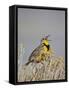 Western Meadowlark (Sturnella Neglecta)-James Hager-Framed Stretched Canvas