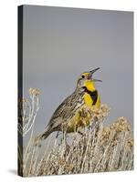 Western Meadowlark (Sturnella Neglecta)-James Hager-Stretched Canvas