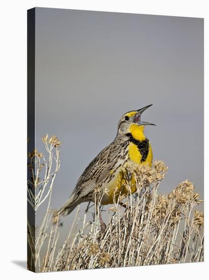 Western Meadowlark (Sturnella Neglecta)-James Hager-Stretched Canvas