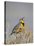 Western Meadowlark (Sturnella Neglecta)-James Hager-Stretched Canvas