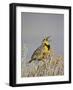 Western Meadowlark (Sturnella Neglecta)-James Hager-Framed Photographic Print