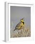 Western Meadowlark (Sturnella Neglecta)-James Hager-Framed Photographic Print