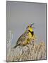 Western Meadowlark (Sturnella Neglecta)-James Hager-Mounted Photographic Print