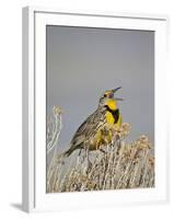 Western Meadowlark (Sturnella Neglecta)-James Hager-Framed Photographic Print