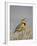 Western Meadowlark (Sturnella Neglecta)-James Hager-Framed Photographic Print