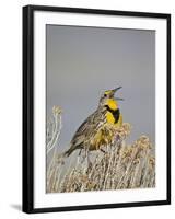 Western Meadowlark (Sturnella Neglecta)-James Hager-Framed Photographic Print