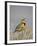 Western Meadowlark (Sturnella Neglecta)-James Hager-Framed Photographic Print