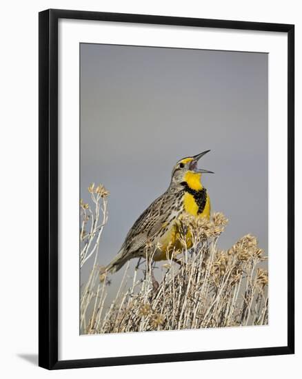 Western Meadowlark (Sturnella Neglecta)-James Hager-Framed Photographic Print