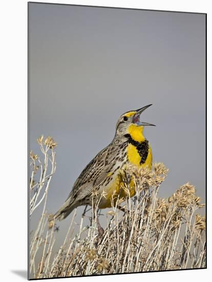 Western Meadowlark (Sturnella Neglecta)-James Hager-Mounted Photographic Print