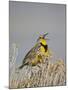 Western Meadowlark (Sturnella Neglecta)-James Hager-Mounted Photographic Print