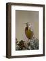 Western Meadowlark (Sturnella Neglecta)-James Hager-Framed Photographic Print