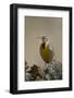 Western Meadowlark (Sturnella Neglecta)-James Hager-Framed Photographic Print