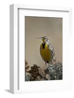 Western Meadowlark (Sturnella Neglecta)-James Hager-Framed Photographic Print