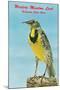 Western Meadowlark-null-Mounted Art Print