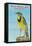 Western Meadowlark-null-Framed Stretched Canvas