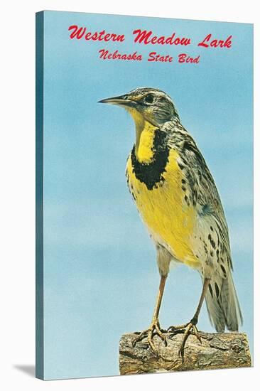 Western Meadowlark-null-Stretched Canvas