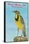 Western Meadowlark-null-Framed Stretched Canvas