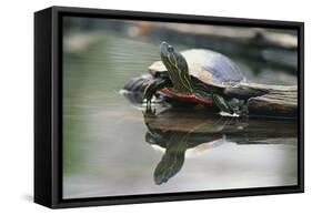 Western Painted Turtle Reflected in Pond Water-DLILLC-Framed Stretched Canvas