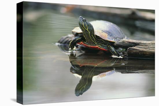 Western Painted Turtle Reflected in Pond Water-DLILLC-Stretched Canvas