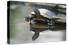 Western Painted Turtle Reflected in Pond Water-DLILLC-Stretched Canvas