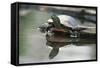 Western Painted Turtle Reflected in Pond Water-DLILLC-Framed Stretched Canvas