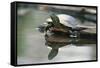 Western Painted Turtle Reflected in Pond Water-DLILLC-Framed Stretched Canvas