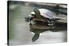 Western Painted Turtle Reflected in Pond Water-DLILLC-Stretched Canvas