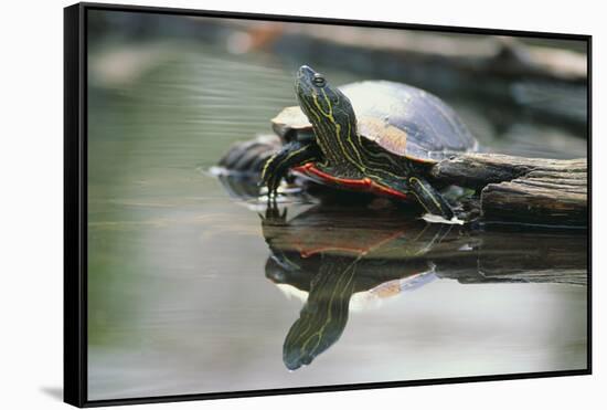 Western Painted Turtle Reflected in Pond Water-DLILLC-Framed Stretched Canvas