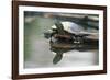 Western Painted Turtle Reflected in Pond Water-DLILLC-Framed Photographic Print