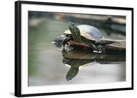 Western Painted Turtle Reflected in Pond Water-DLILLC-Framed Photographic Print