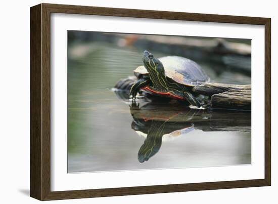 Western Painted Turtle Reflected in Pond Water-DLILLC-Framed Photographic Print