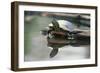 Western Painted Turtle Reflected in Pond Water-DLILLC-Framed Photographic Print