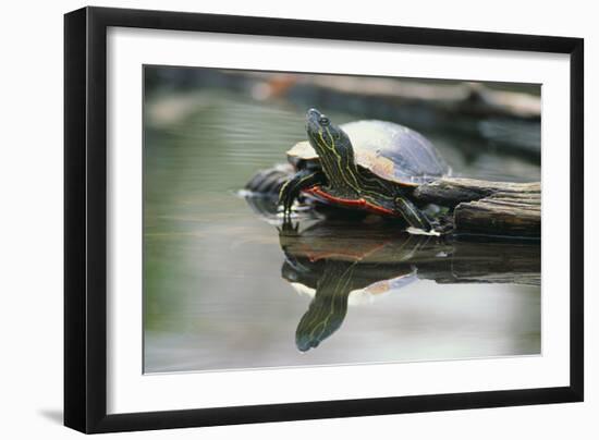 Western Painted Turtle Reflected in Pond Water-DLILLC-Framed Photographic Print