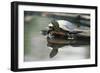 Western Painted Turtle Reflected in Pond Water-DLILLC-Framed Photographic Print