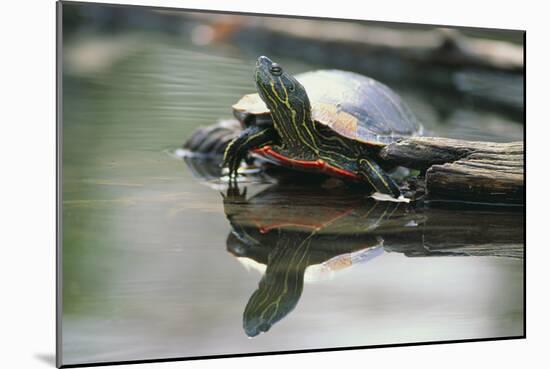 Western Painted Turtle Reflected in Pond Water-DLILLC-Mounted Photographic Print